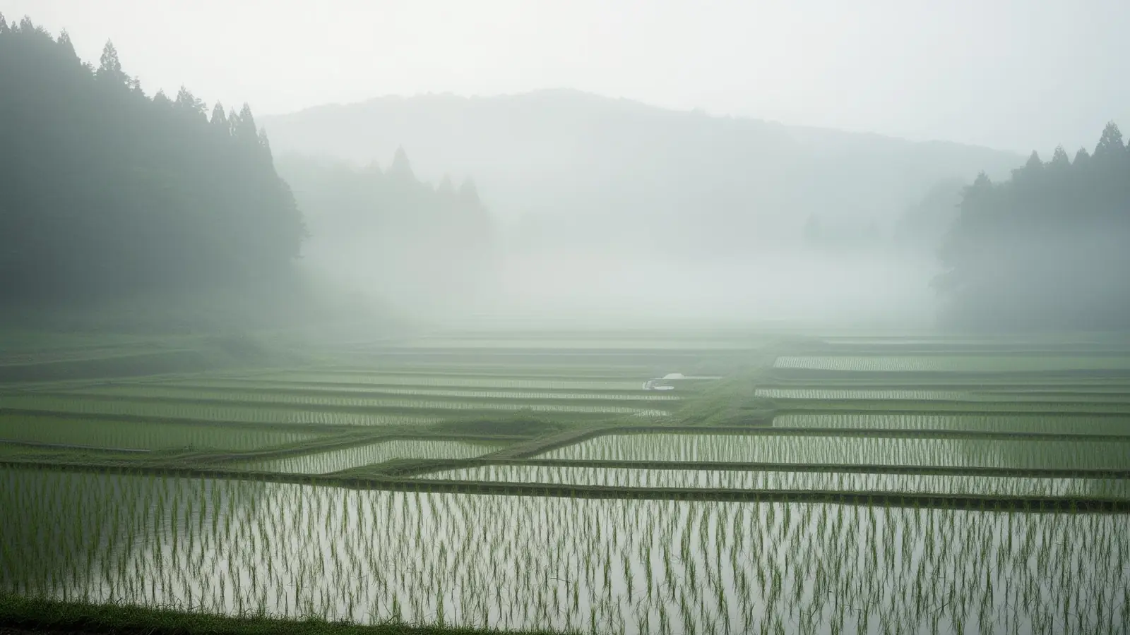 Paysage japonais dans la brume