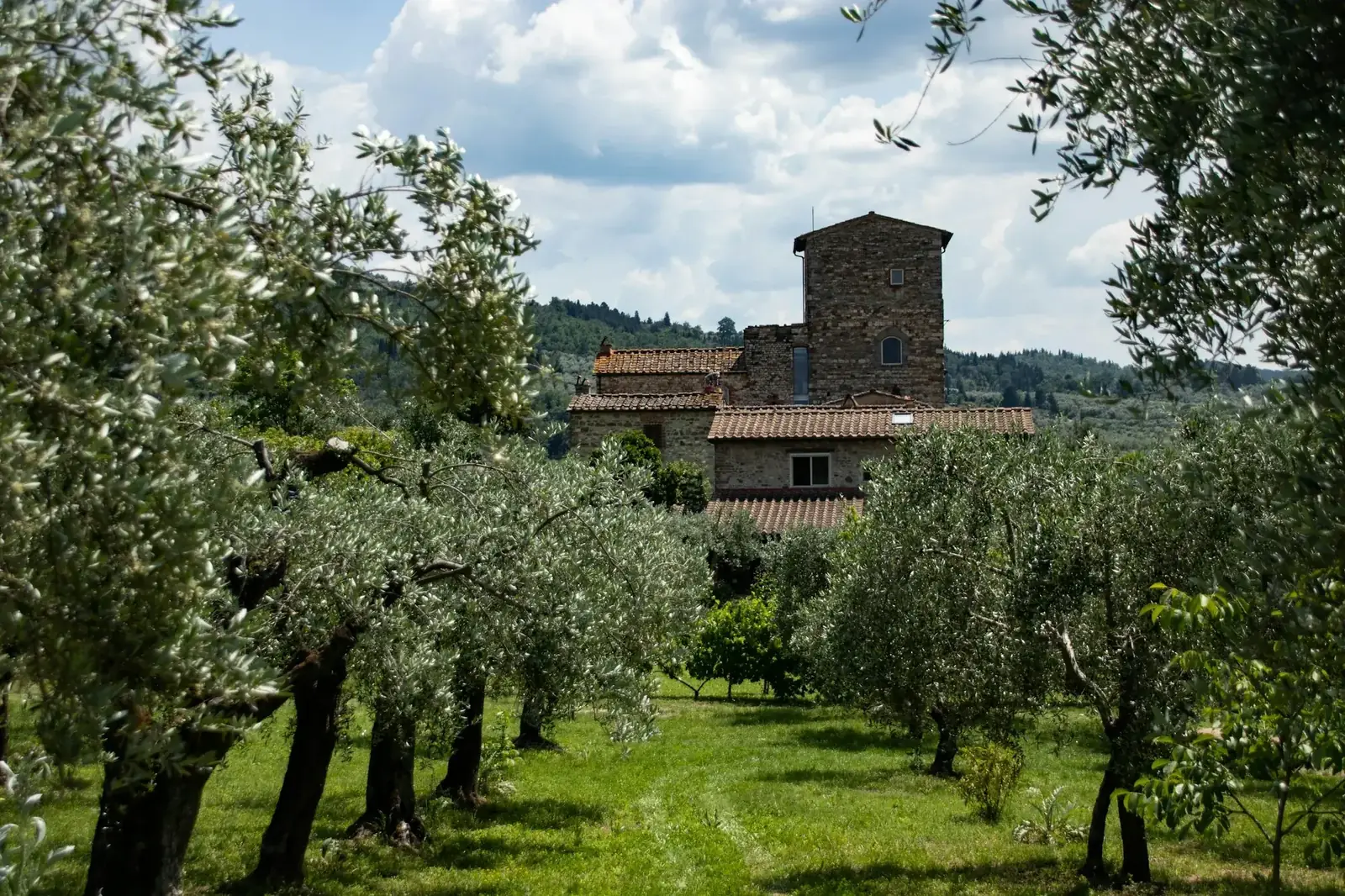 Tour médiévale au milieu d'une oliveraie, Toscane