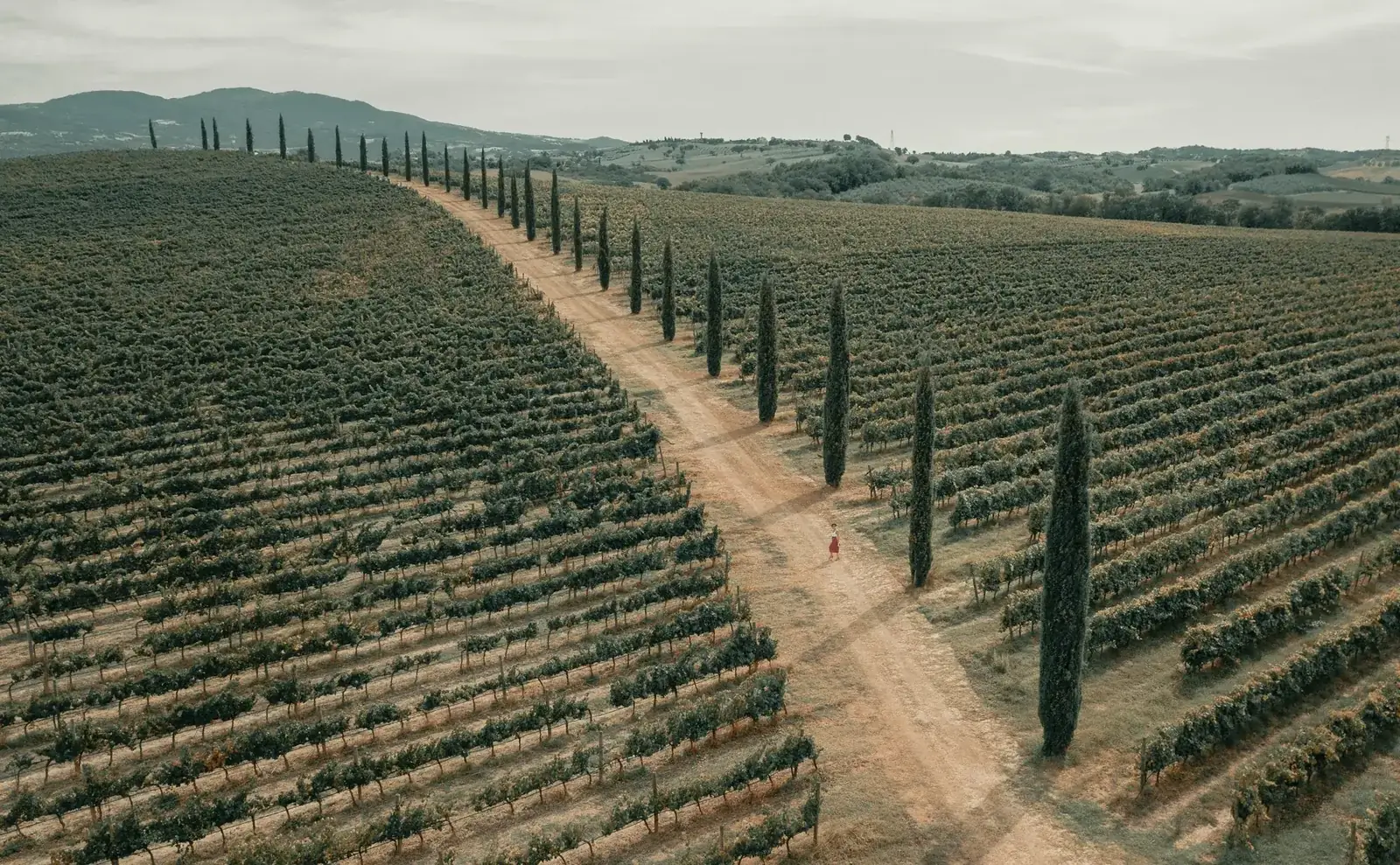Chemin de terre entre les vignes et les cyprès, Toscane