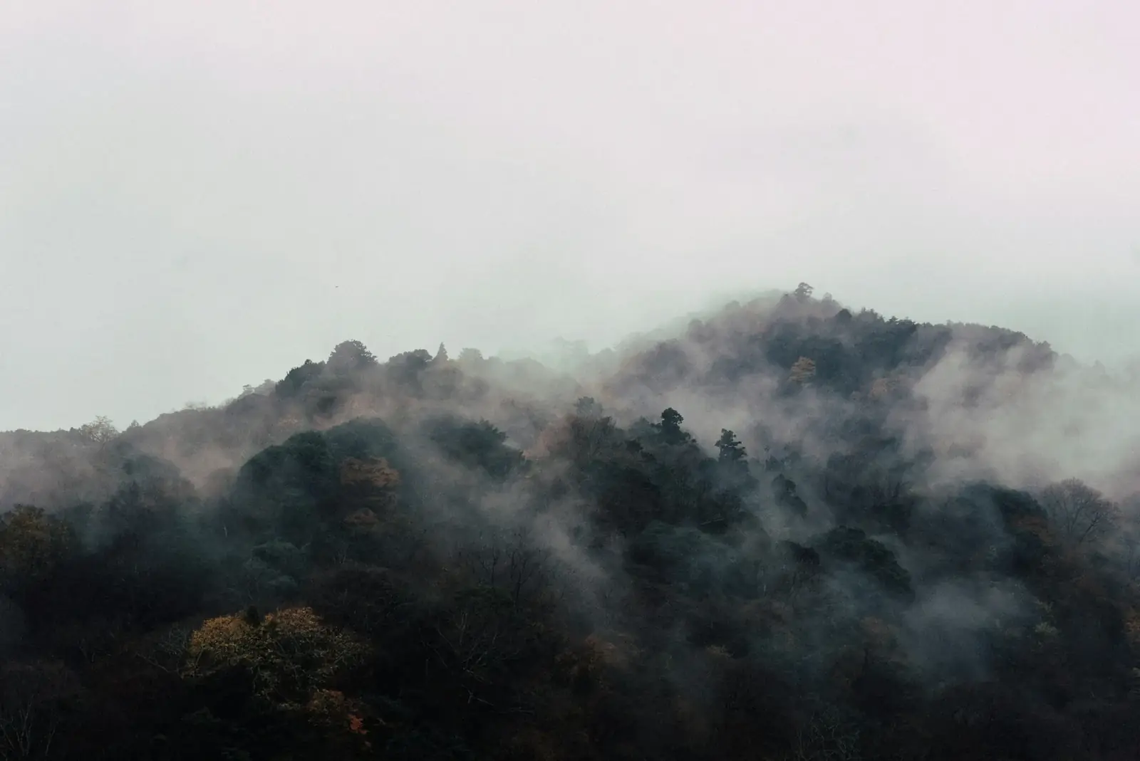 Brume sur les collines boisées d'Arashiyama, Kyoto