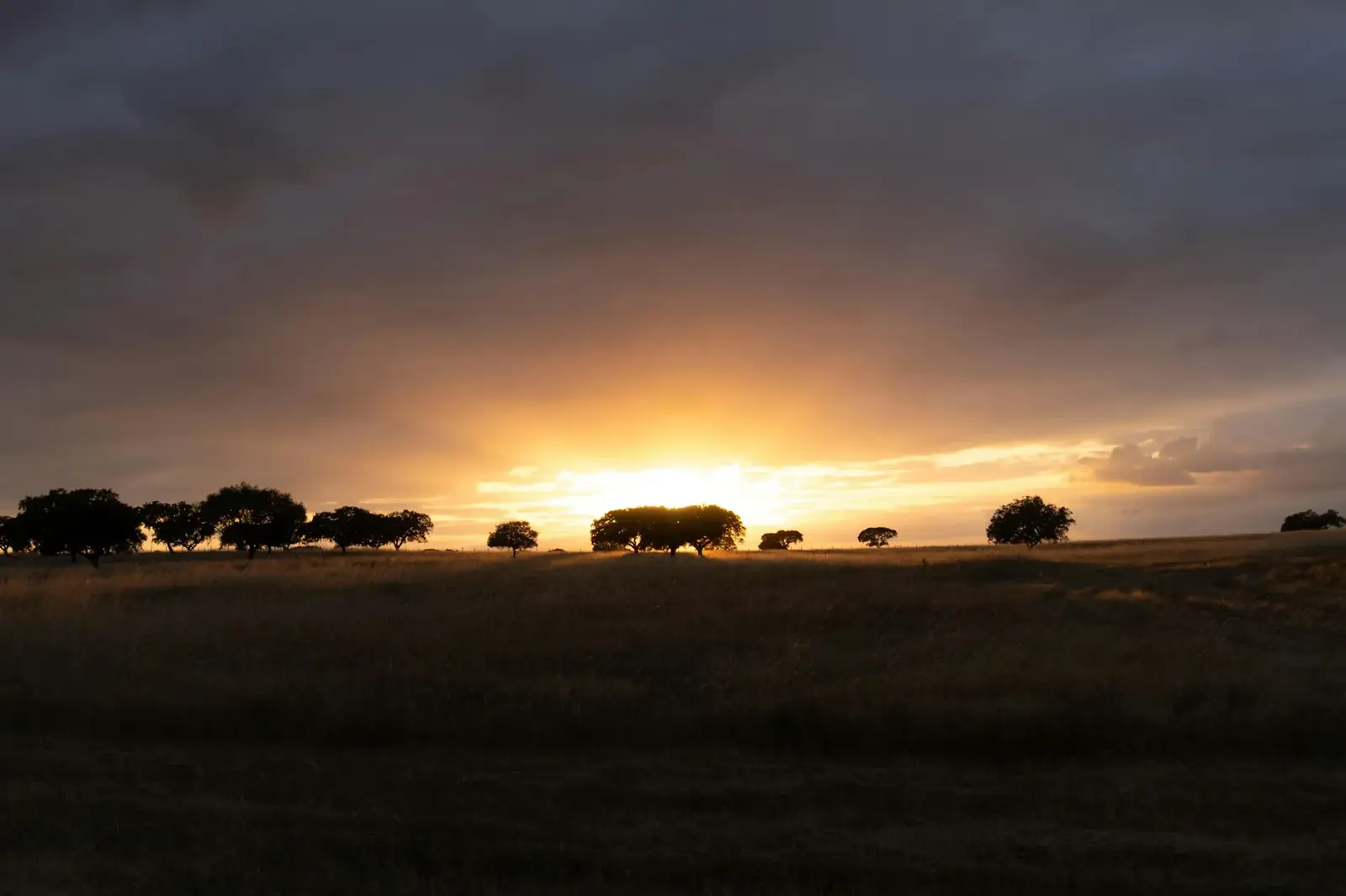 Soleil couchant derrière les chênes, plaine de l'Alentejo