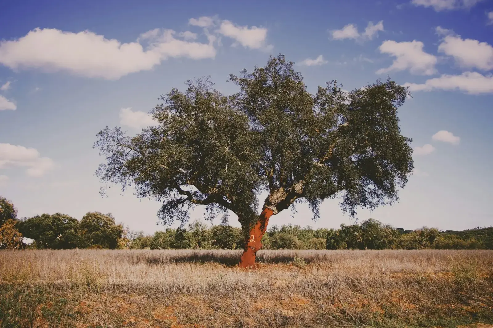 Chêne-liège isolé dans un champ doré, Alentejo