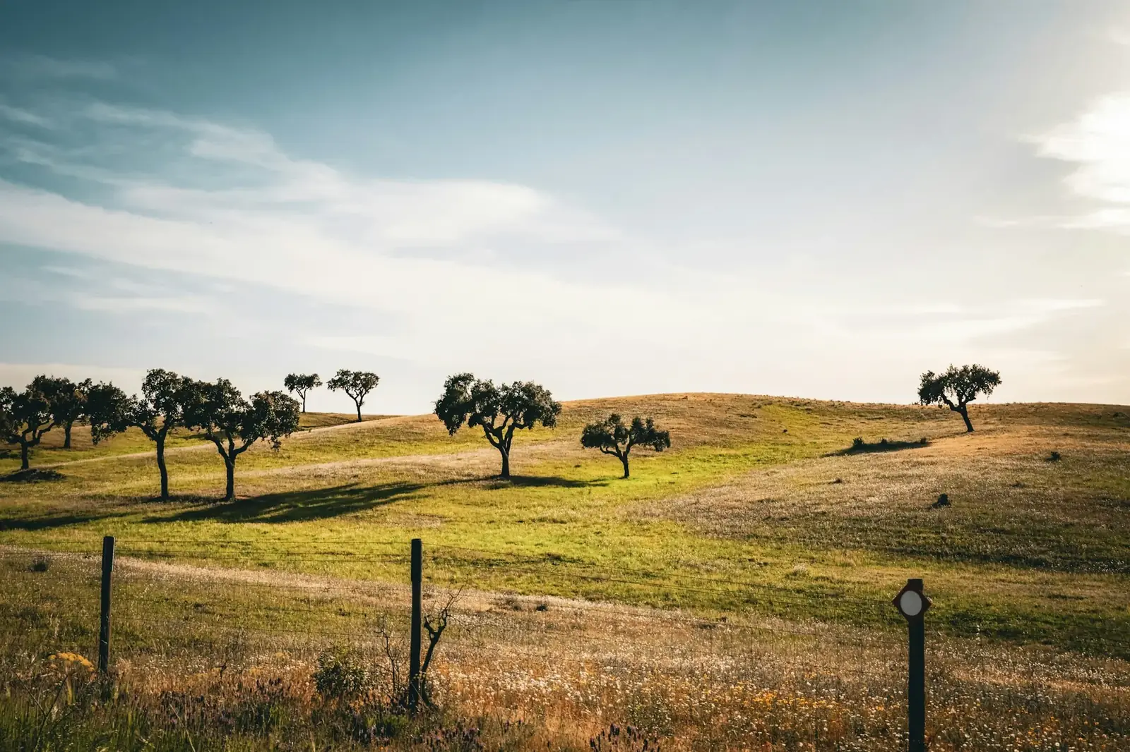 Prairie, clôture et chênes épars, Alentejo