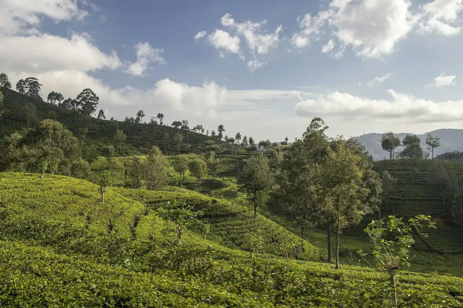 Plantations de thé vues depuis le train entre Kandy et Ella