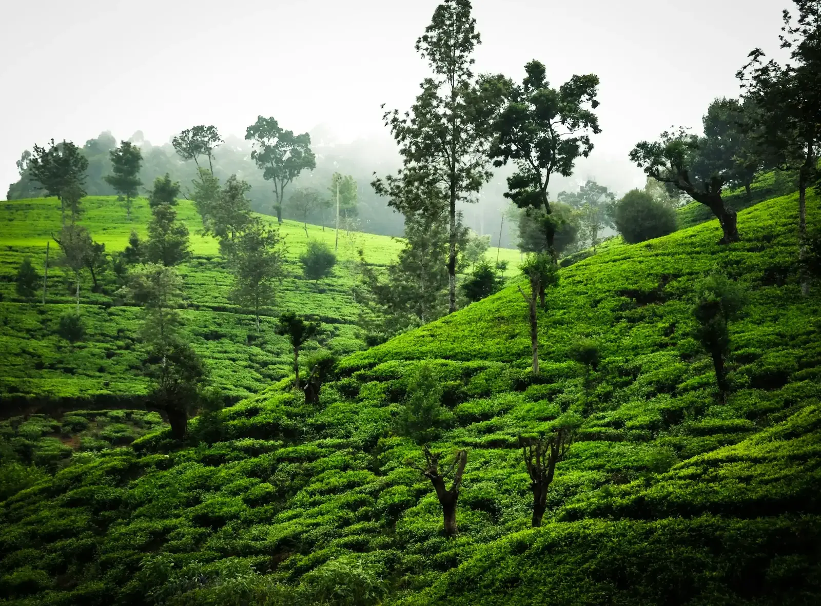 Plantations de thé dans la brume, Nuwara Eliya