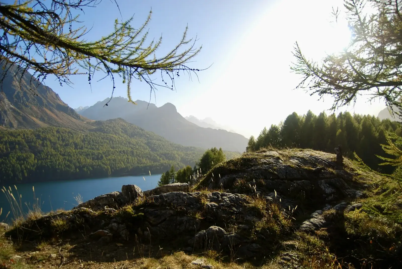 Lac de Sils vu depuis les mélèzes, Engadine